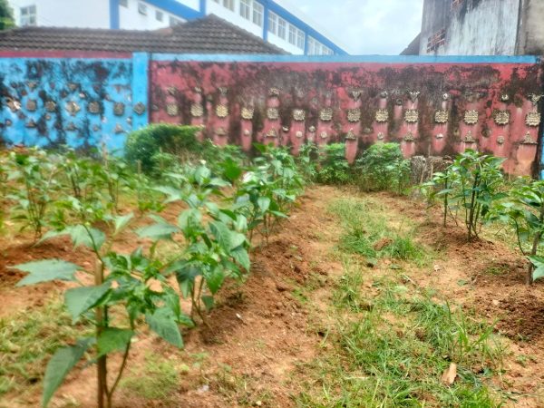 SMK Negeri 2 Palembang Laksanakan Program Ketahanan Pangan melalui Penanaman Cabai, Terong, dan Sayur Mayur
